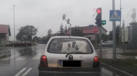 Cielak na skrzyżowaniu w Mrowinie