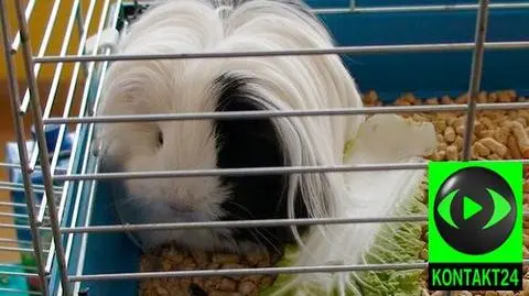 Świnki, szczury i myszy na wybiegu