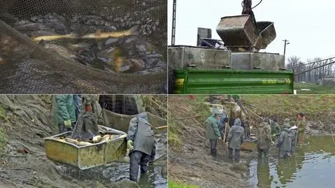 Rozpoczęli odławianie wigilijnych karpi.
"Wyjątkowe, ekologiczne, bez posmaku"