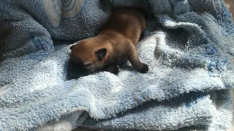 Szczeniak mógł nie przeżyć 