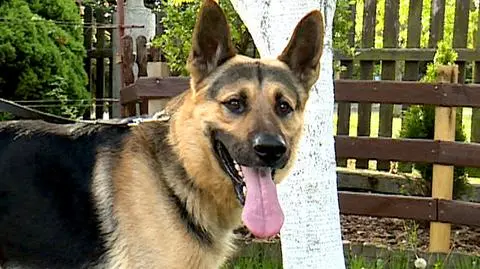 Setki chętnych do adopcji Barego