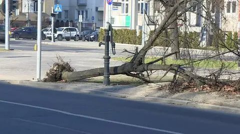 Drzewo może być dowodem w sprawie. Od roku leży na ulicy