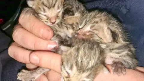 Małe kotki wrzucone do śmietnika 