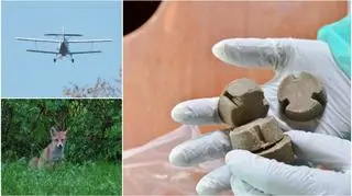 W Wielkopolsce zrzucone zostanie 500 tys. szczepionek