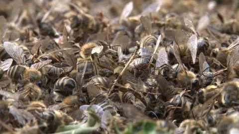 Farmer's mistake killed one hundred bee families