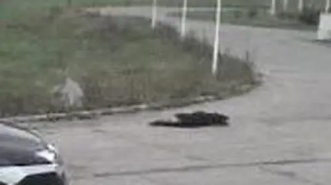 Psy zastrzelone na oczach dzieci