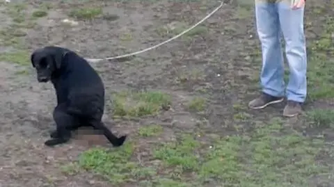 Strażnicy miejscy walczą z właścicielami psów