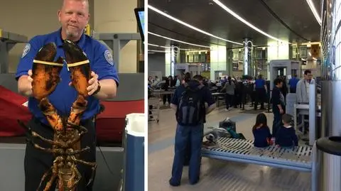 Lotnisko Boston Logan. Znaleźli w bagażu 10-kilogramowego homara