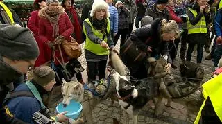 Wilki są rodzinne, troskliwe, solidarne - przekonuje Anna Połotnicka z WWF Polska