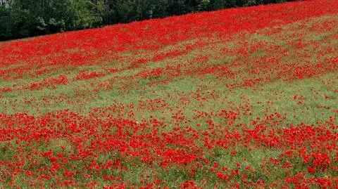 Walczą o prawa do "Czerwonych maków na Monte Cassino". Pieśń jest w rękach Niemców