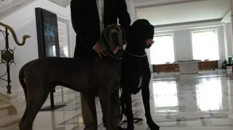 Wakacje w Sejmie. Posłów brak, ale są psy