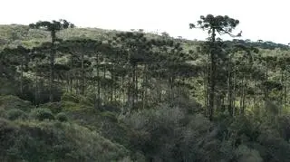 Według lokalnych władz wycięte drzewa w większości były duże