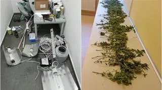 W domu, w którym wybuchł pożar, znajdowała się profesjonalna plantacja marihuany