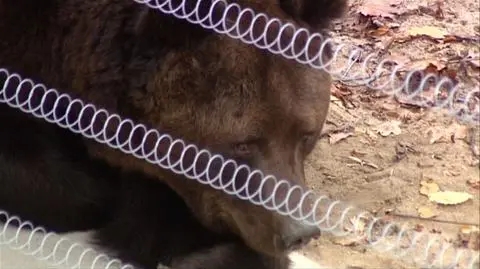 Niedźwiedzie do poznańskiego zoo trafiły z cyrku