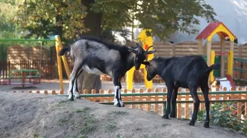 Koziołki w Poznaniu? W zoo trykają się na żywo