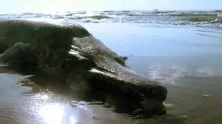 Niszczuka krokodyla to w prostej linii krewny Tiktaalik roseae, której pozostałości zbadali naukowcy. Dorasta do 3 metrów