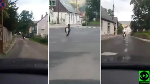 Świeradów-Zdrój: koń uciekł gospodarzowi, biegał po ulicach