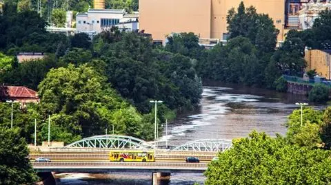 Wrocławski spór o drzewa. Wycięli 30 tysięcy, posadzą 3300
