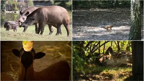 W poznańskim Nowym Zoo przybyło kilku mieszkańców