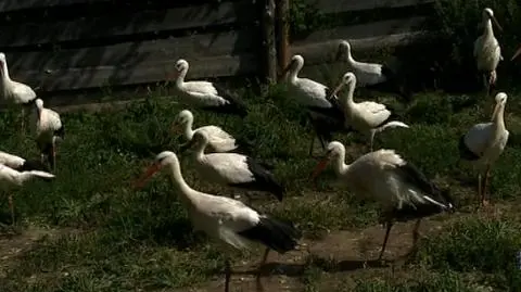 Bociany po gradobiciu