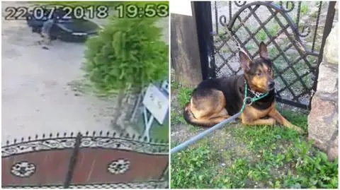 Małoszyce: pies przywiązany do płotu schroniska