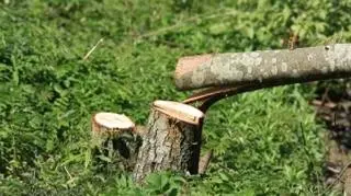 Według śledczych część drzew była chora lub uschnięta