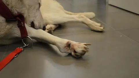 Ktoś postrzelił Eklerka