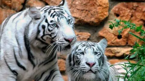 Helikopter, blokady... polowali na "tygrysa"