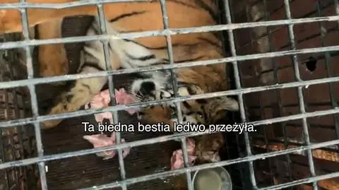 Włoscy kierowcy wieźli tygrysy i nagrywali je. Aktywiści opublikowali te filmy