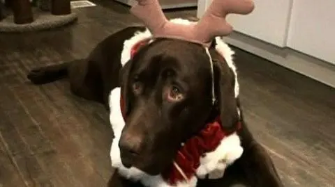 Zwierzęta też chcą mieć święta