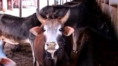 Wołowiny sportowcy nie zjedzą