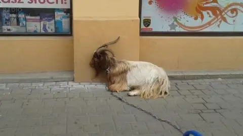 Z kozą na łańcuchu spacerowali po Krakowie
