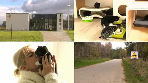 W Dobrej pod Szczecinem powstało luksusowe schronisko dla kotów