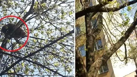 Szop pracz na drzewie. Ściągali go strażacy