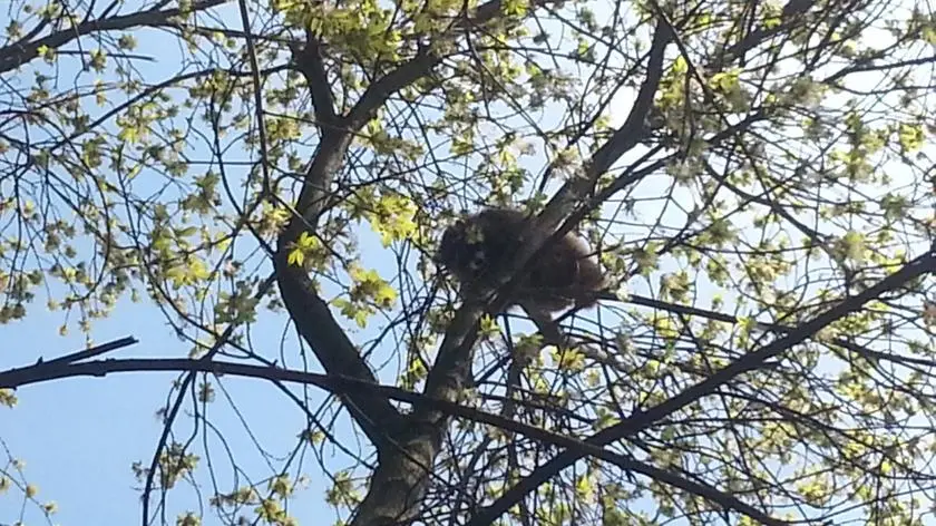 Szop pracz na drzewie. Ściągali go strażacy