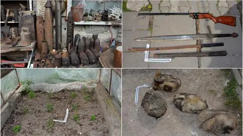 Wolbrom. Zatrzymana rodzina. Mieli broń, uprawiali konopie