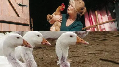Brigitte Bardot pisze do Ewy Kopacz. Bardot pisze do Kopacz o gęsiach