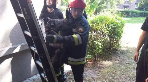 Pies był na balkonie, w pełnym słońcu, bez wody. Pomogli strażacy