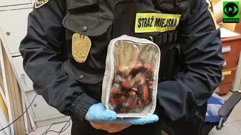 Inowrocław: egzotyczny wąż wyrzucony na dwór w saszetce