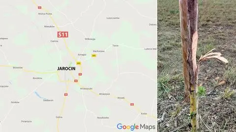 Jarocin: Zniszczone drzewka przy S11
