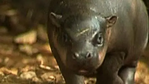 Nieśmiały pupil Australii