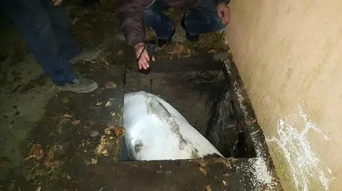 Klacz wpadła w tarapaty 