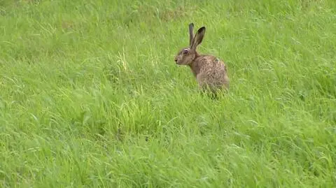 Dolny Śląsk: sto zajęcy wróciło na wolność