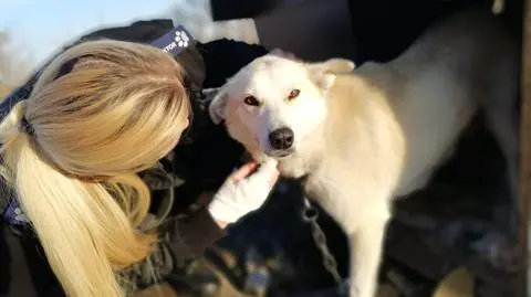 14-latek powiedział, że znalazł martwe szczeniaki i wyrzucił je na pole