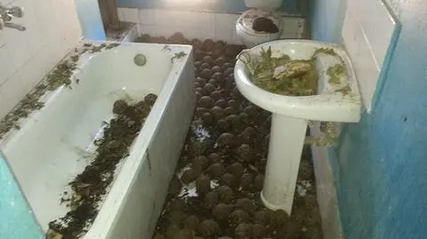 10 tysięcy żółwi w domu na Madagaskarze