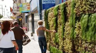 Zielona ściana w Gdyni 