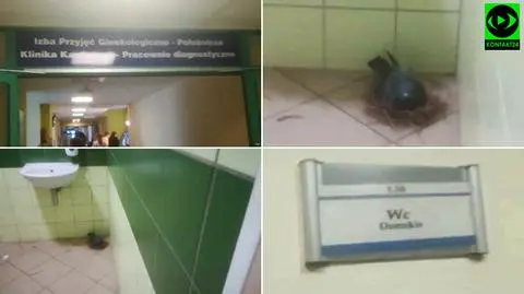Wrocław. Gołąb uwił gniazdo w szpitalnej toalecie