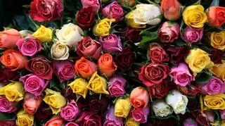 Łupem amanta z bronią padły róże