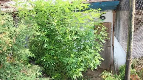 Jechał "pod wpływem", w domu i samochodzie miał narkotyki