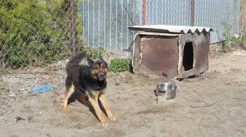 Pies należał do rodziny pogryzionej dziewczynki